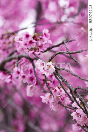 公園の桜の花が満開でとてもきれいです。桜の名前はヨウコウ （陽光）です。 92974218
