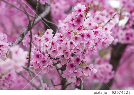 公園の桜の花が満開でとてもきれいです。桜の名前はヨウコウ (陽光)です。 公園の桜の花が満開でとてもきれいです。桜の名前はヨウコウ (陽光)です。 92974225