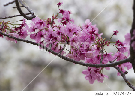 公園の桜の花が満開でとてもきれいです。桜の名前はヨウコウ （陽光）です。 92974227