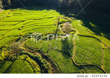 Moody Green rice fild with evening light form abobe 92974234