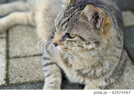 道で寝転がる猫(横、グレー) 道で寝転がる猫(横、グレー) 92974467