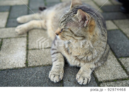 道で寝転がる猫(横、グレー) 道で寝転がる猫(横、グレー) 92974468