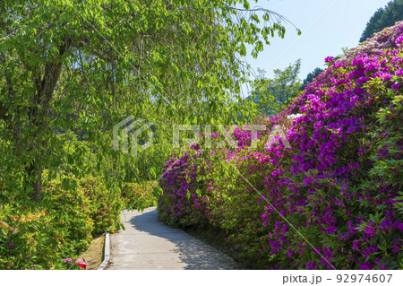 京都　三室戸寺のつつじ　　 92974607