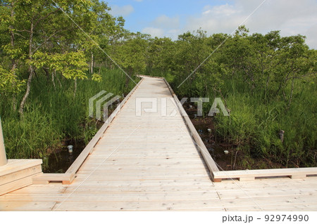 釧路湿原木道散策 6月 釧路湿原木道散策 6月 92974990