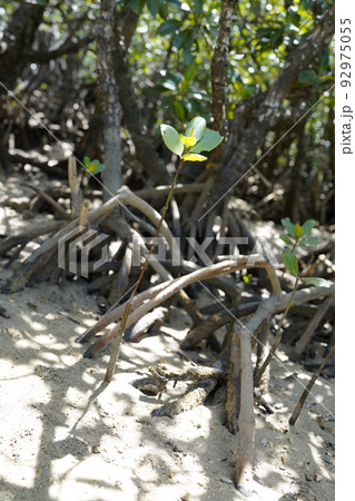 石垣島吹通川のマングローブ群落のオヒルギの根 92975055
