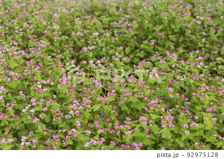 赤花蕎麦 赤花蕎麦 92975128