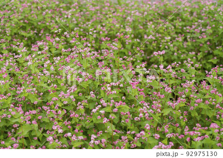 赤花蕎麦 赤花蕎麦 92975130