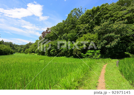 舞岡公園内の田園風景　横浜の原風景 92975145