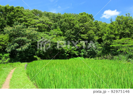 舞岡公園内の田園風景　横浜の原風景 92975146