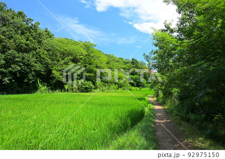 舞岡公園内の田園風景　横浜の原風景 92975150
