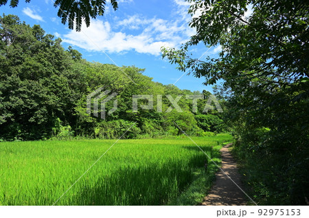 舞岡公園内の田園風景　横浜の原風景 92975153