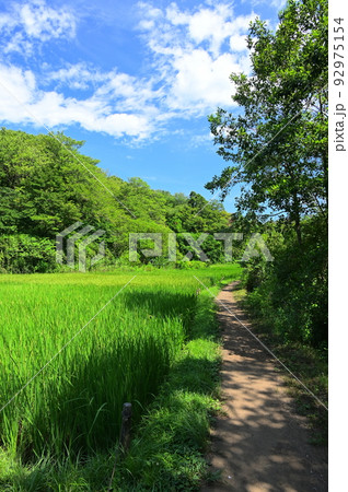 舞岡公園内の田園風景　横浜の原風景 92975154