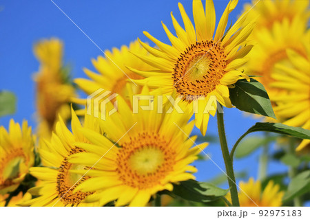青空とひまわり 92975183