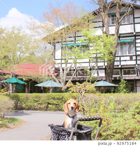 記念撮影するビーグル犬 92975184