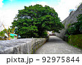 首里城のガジュマル　 92975844