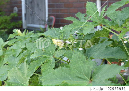 花を鑑賞し実を美味しく食べられるオクラは夏野菜のヒーローだ 92975953