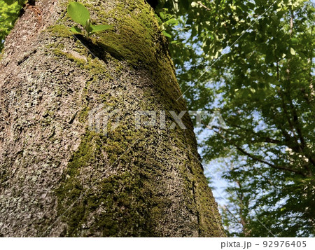 桜の幹に生える苔に当たる光り/The moss 92976405