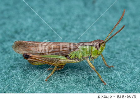A pretty Meadow Grasshopper (Chorthippus parallelus) sitting on green fabric A pretty Meadow Grasshopper (Chorthippus parallelus) sitting on green fabric 92976679