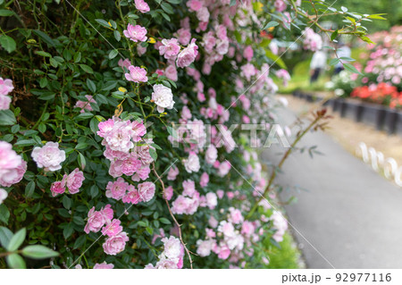 咲き乱れるピンクのバラ 咲き乱れるピンクのバラ 92977116