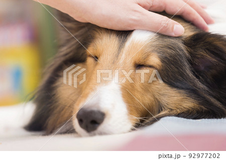 床で気持ちよさそうに寝る飼い犬を撫でる飼い主 92977202