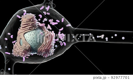 Data exchange of neurons , a specialized cell transmitting nerve impulses; a ner Data exchange of neurons , a specialized cell transmitting nerve impulses; a ner 92977701