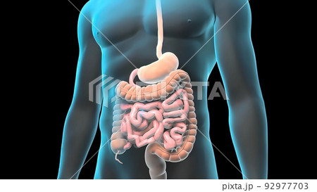 Human digestive system 92977703
