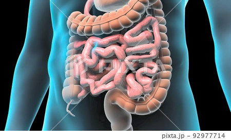 Human digestive system 92977714