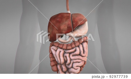 Anatomy of human digestive system guts and stomach 92977739