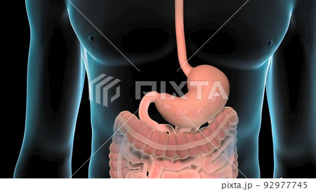 Human digestive system Human digestive system 92977745