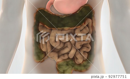 Magnifying glass and germs show signs of illness, internal organs (Chest, abdomen) are infected Magnifying glass and germs show signs of illness, internal organs (Chest, abdomen) are infected 92977751