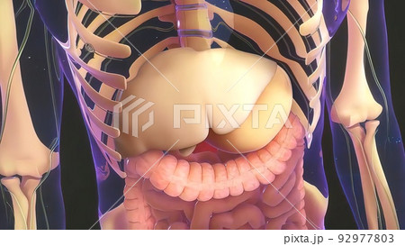 Digestion in the human digestive system. Digestion in the human digestive system. 92977803