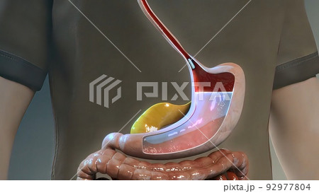Physiological considerations in nutrient absorption from the gastrointestinal tract Physiological considerations in nutrient absorption from the gastrointestinal tract 92977804