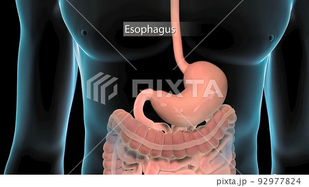 Human digestive system 92977824
