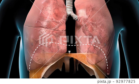 The diaphragm is a structure in the body made of muscle and tendon that expands and contracts lungs The diaphragm is a structure in the body made of muscle and tendon that expands and contracts lungs 92977825