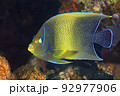 Semicircle Angelfish, Pomacanthus semicirculatus 92977906