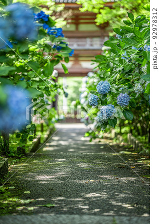 大阪府・久安寺　あじさい 92978312