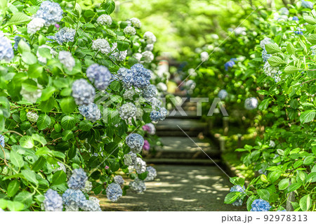 大阪府・久安寺　あじさい 92978313