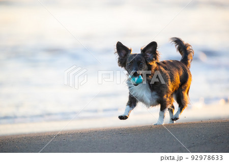 夕方の湘南海岸で遊ぶチワックスの犬 92978633