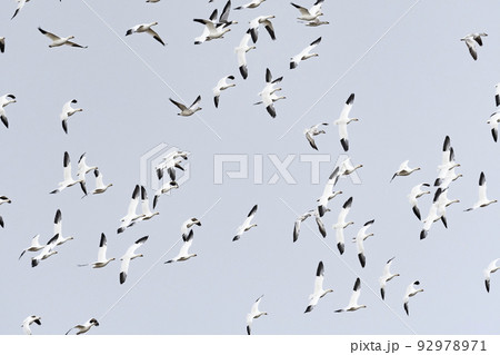 ハクガンの群れ ハクガンの群れ 92978971