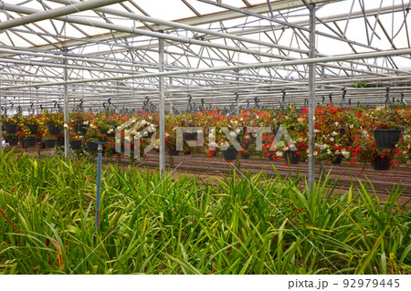 Bromeliad flower and Orchid nursery farm ornamental and flower green plant growing and hanging in the garden greenhouse under roof, selective focussed 92979445