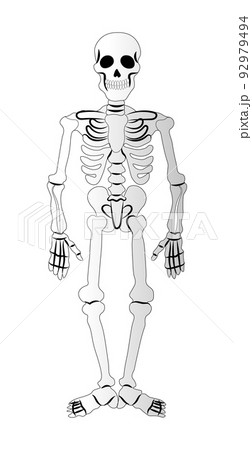 Skeleton on a white background, element of the Halloween holiday - Vector 92979494