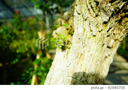 木の表面 木の表面 92980708