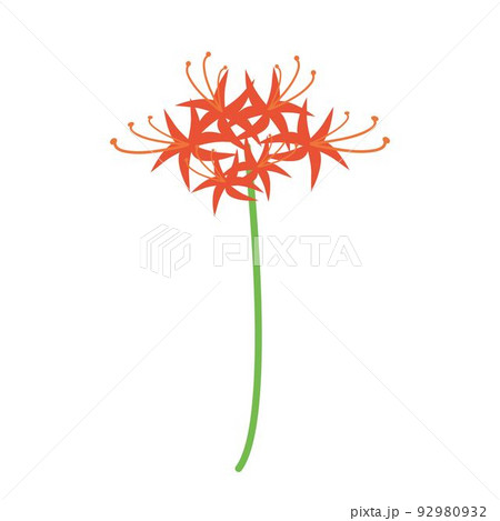 一本の彼岸花 92980932