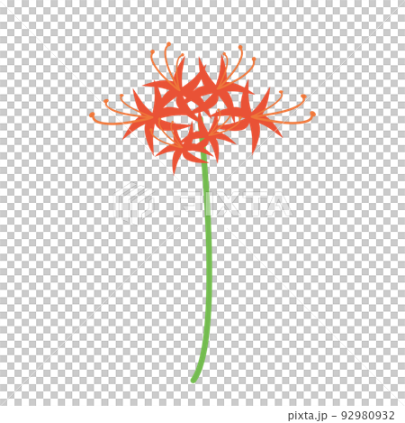 一本の彼岸花 92980932