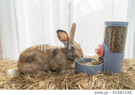 Healthy young rabbit furry bunny eating pellet food in automatic feeder on dry straw over white Healthy young rabbit furry bunny eating pellet food in automatic feeder on dry straw over white 92982198