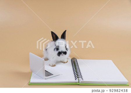 Adorable baby rabbit bunny black and white looking on book while sitting over isolated pastel 92982438