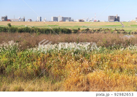 土手から見る冬の枯れた荻原のある江戸川河川敷風景 92982653