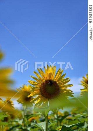 満開のヒマワリの花と青空のコピースペース 92982801