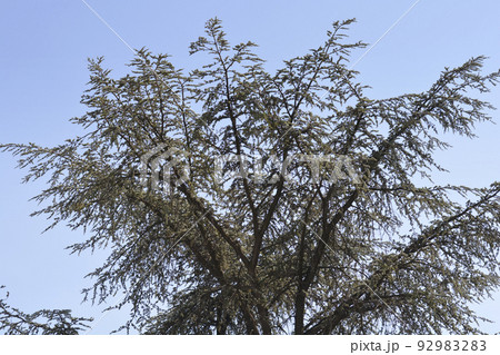 Blue atlas cedar 92983283