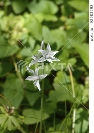 Drooping Star-of-Bethlehem 92983292